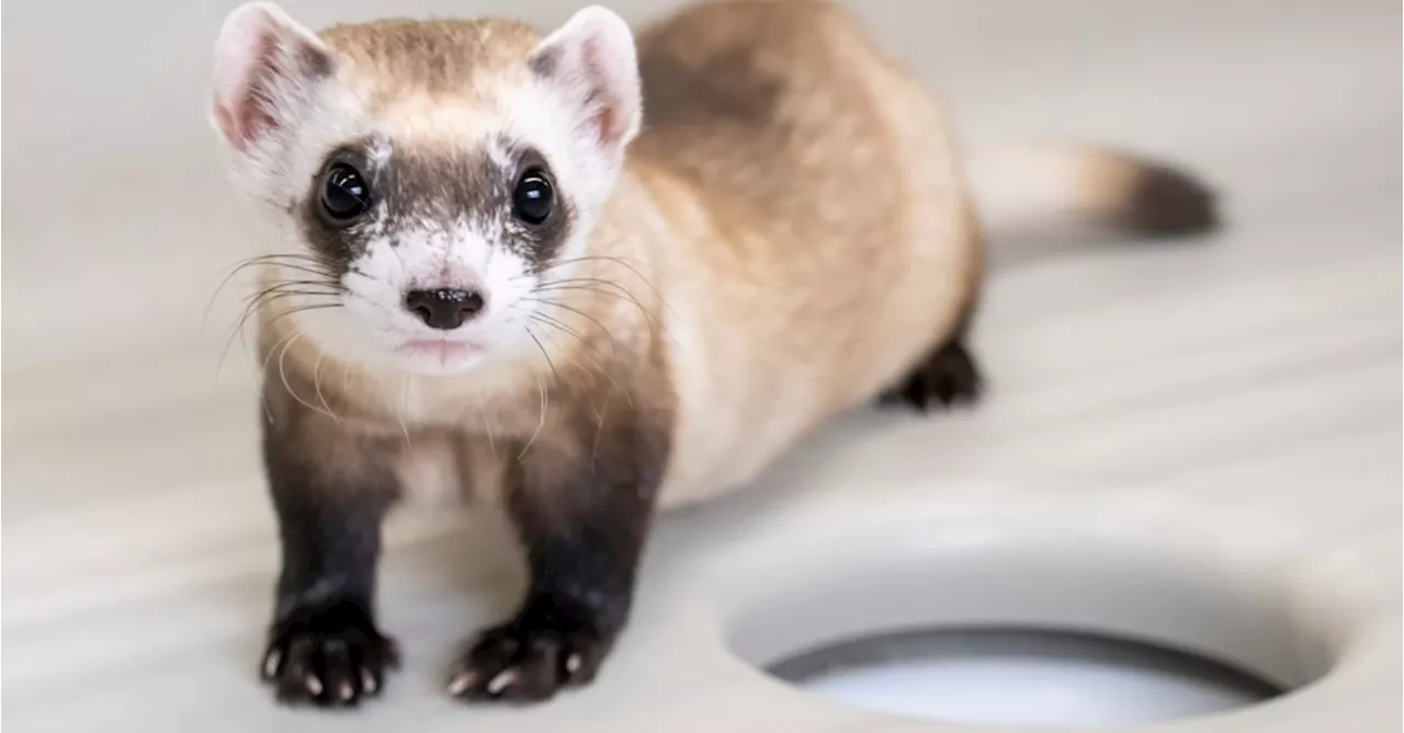 Two Endangered Ferrets Cloned From Genes of Critter Frozen in 1980s