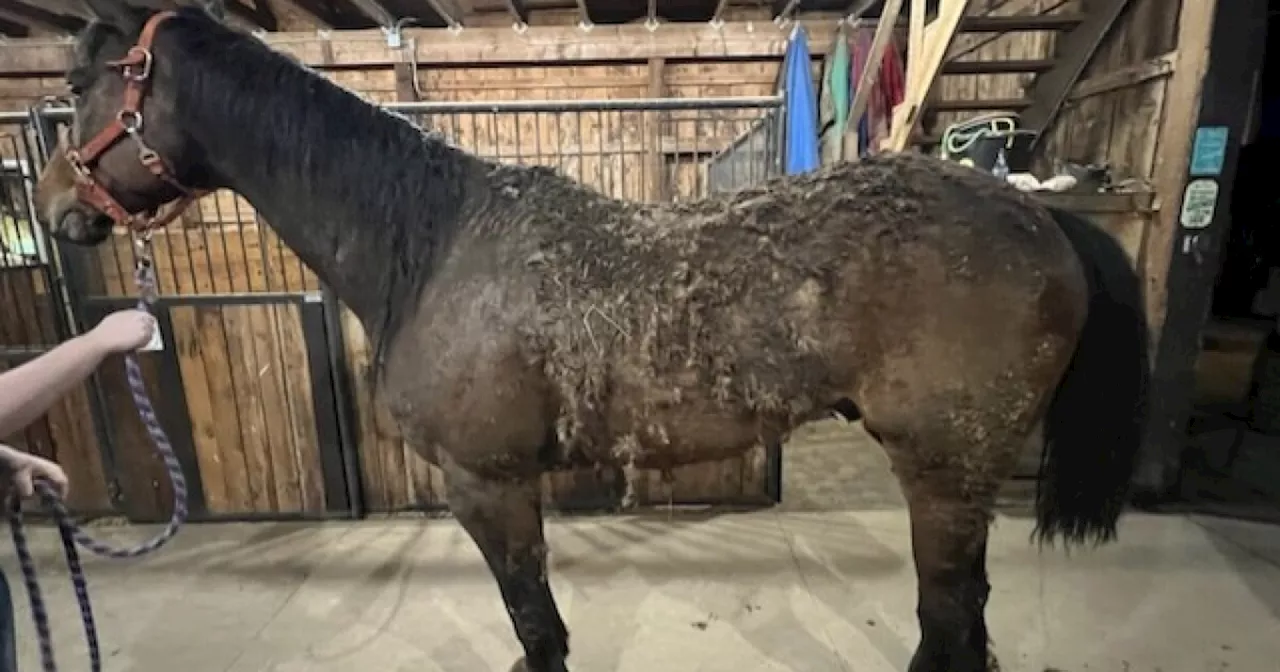 Nine horses found thin, laying in their own feces in Portage County barn