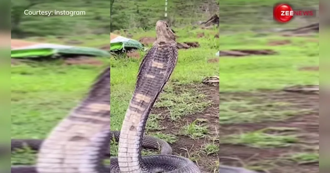 चिलचिलाती गर्मी में पानी पीता दिखा King Cobra, वीडियो देख हैरान रह गए लोग