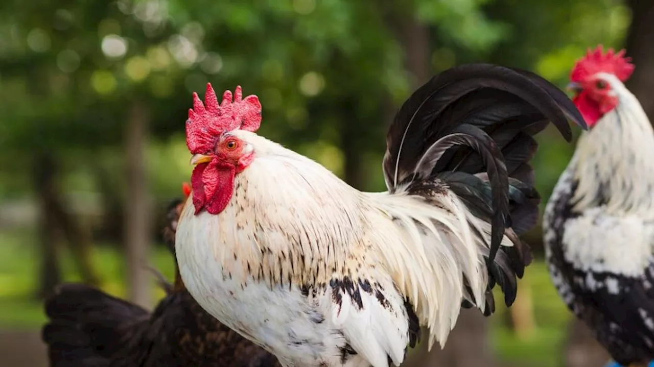 Kerala Chicken Price Today: ആലപ്പുഴയിൽ പക്ഷിപ്പനി, കോഴി വില ഇനി എത്രയാകും?