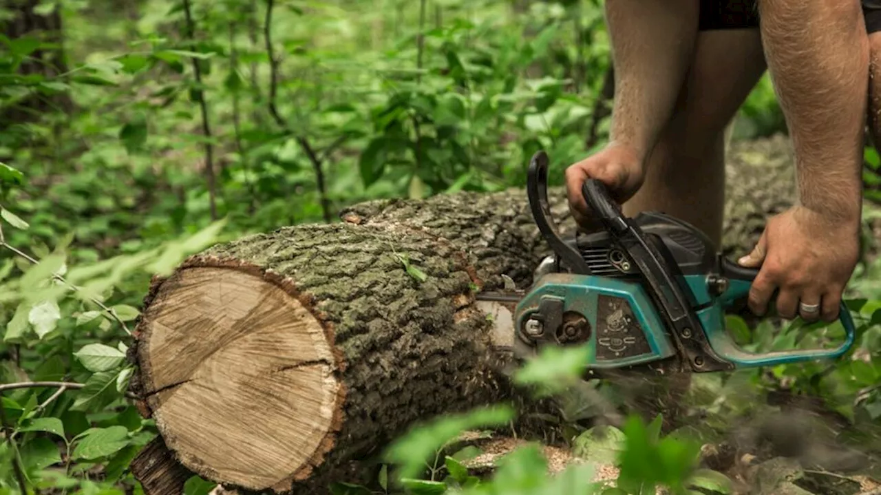 Wayanad Tree Cutting Case: വയനാട് അനധികൃത മരം മുറി കേസിൽ ഡിഎഫ്ഒയ്ക്ക് അടക്കം സസ്പെൻഷൻ