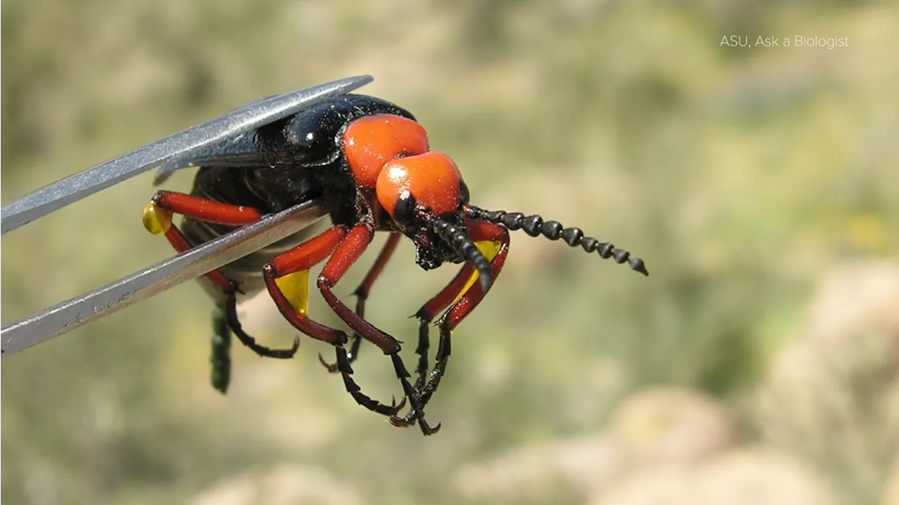 'Super toxic': What Arizona hikers need to know about this big beetle