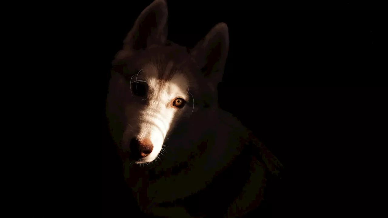 ¿Ven los perros en la oscuridad?: 'Siempre van a necesitar un mínimo de luz'