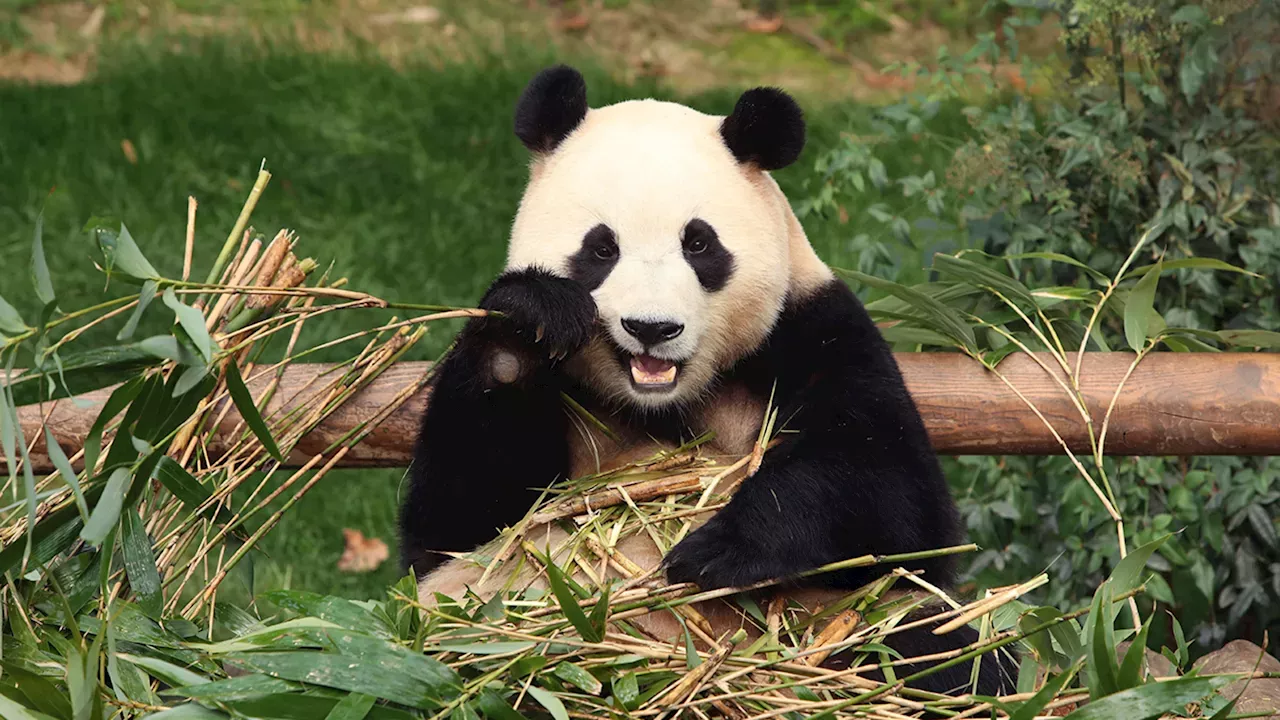 Giant Panda: San Francisco Zoo to receive giant pandas from China