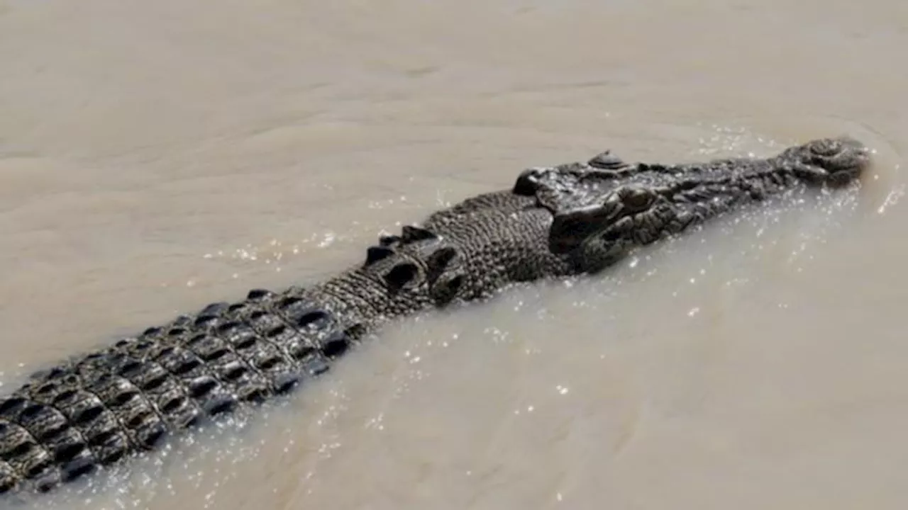 Sixteen-year-old boy reportedly killed by crocodile while swimming in far north Queensland