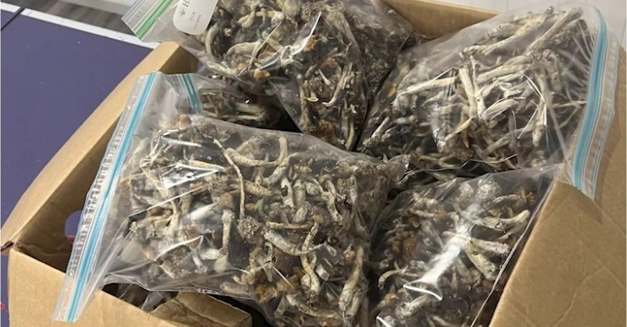 Man charged after 200 containers of psychedelic mushrooms found on Queensland property