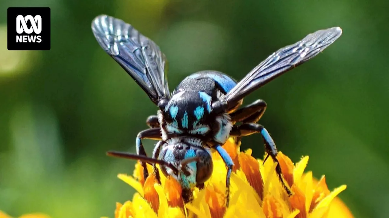 Lack of research on Australia's native bees could be detrimental to their survival, experts say