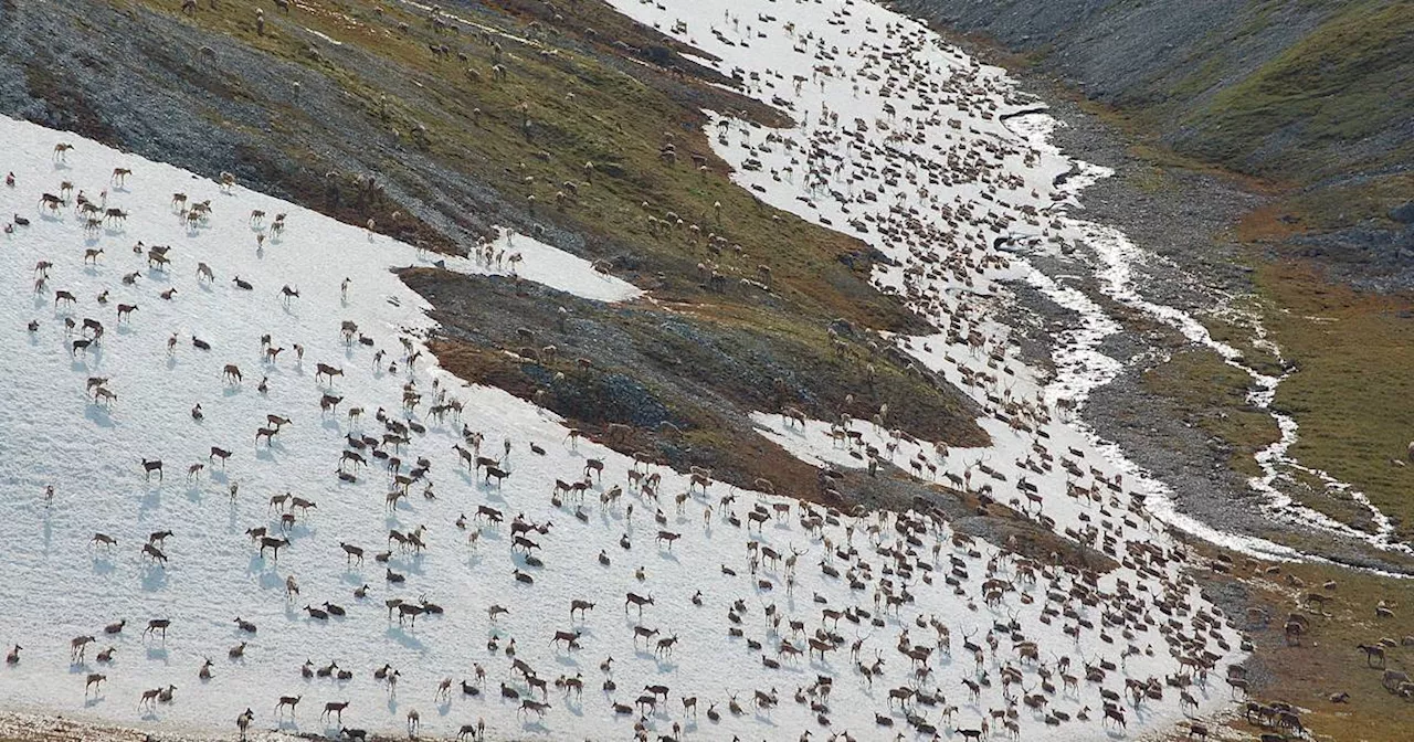 OPINION: Consider the Ambler Road from a caribou’s point of view