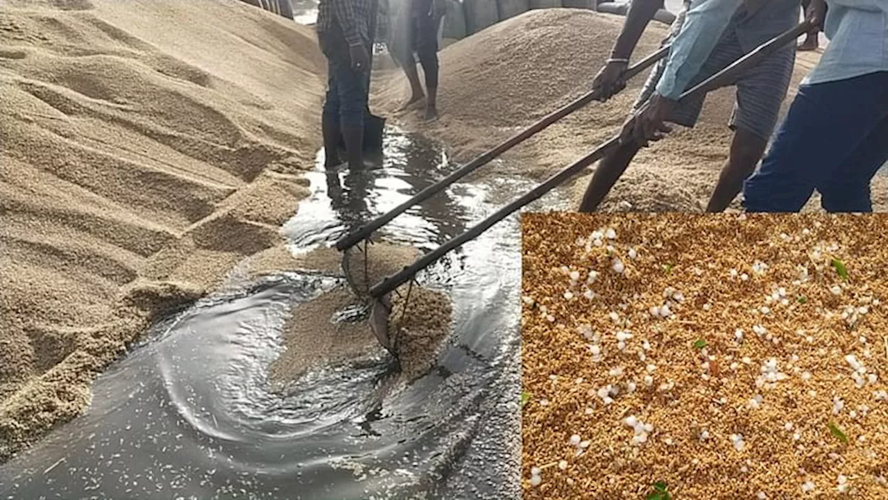 Haryana Weather: पश्चिमी विक्षोभ के असर से गिरे ओले, भीगा गेहूं, किसानों की बढ़ी चिंता, जानिए आगे का मौसम