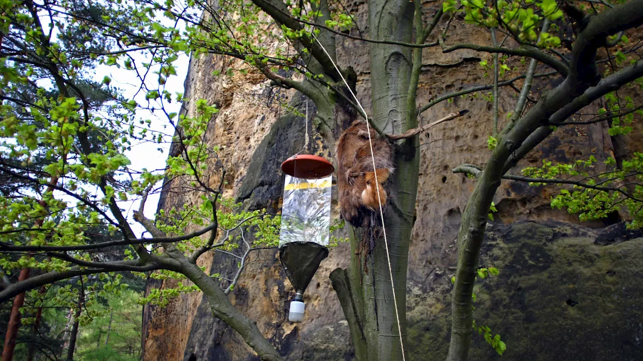 Naturphänomen: Hirschkuh hängt nach Absturz in Baumkrone