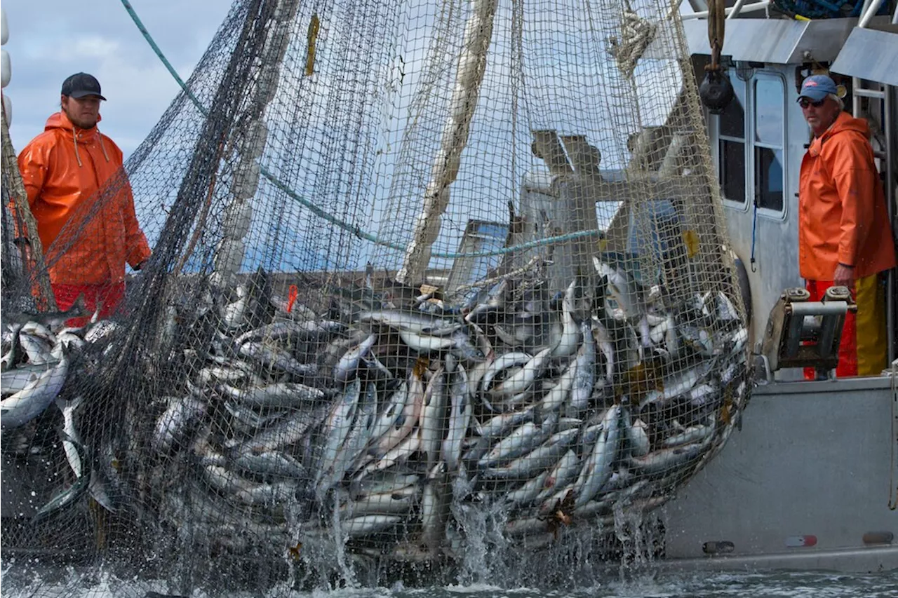 B.C. groups challenge Alaska's 'sustainable' fisheries status