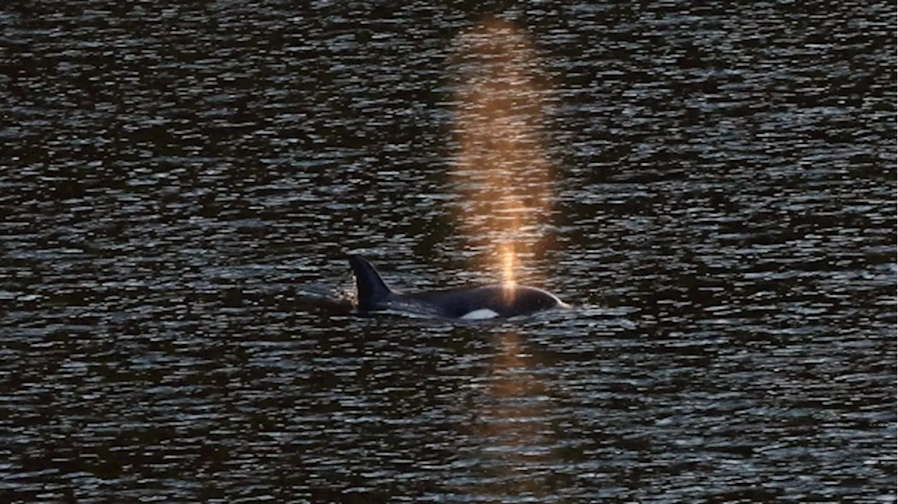 B.C. orca calf: rescue on hold after whale eats seal meat