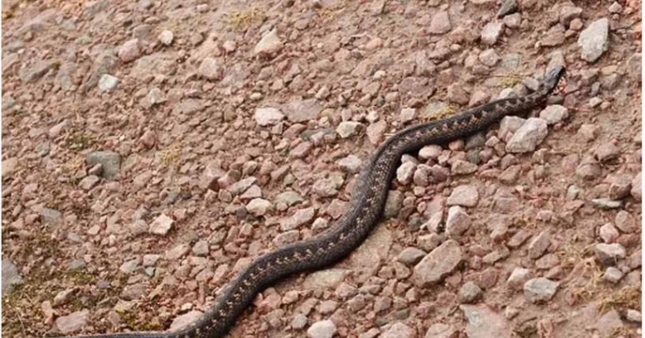 Dog bitten by snake at busy Glasgow park as pet owners warned