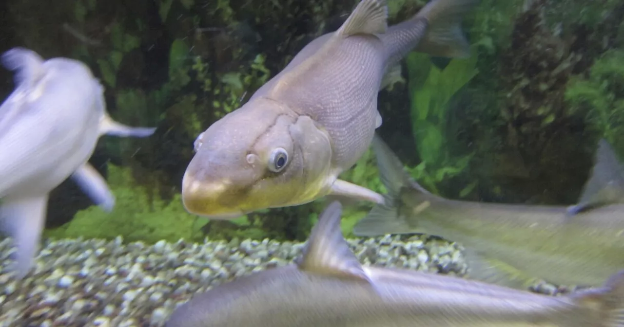 Palisade High School's Endangered Fish Hatchery plans to release 1,000th fish next month