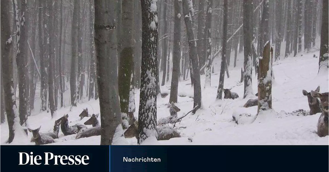 Hirsche mit kalten Muskeln und Strom mit ultradünnen Solarzellen