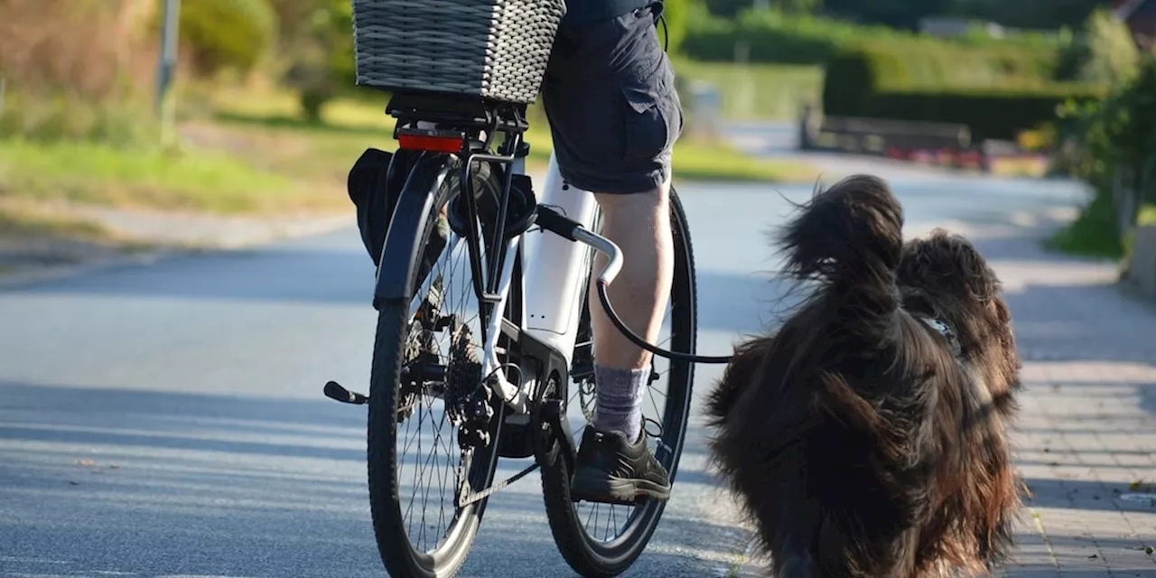 Gassi gehen mit dem Fahrrad: Dürfen Sie Ihren Hund an der Leine mitführen?