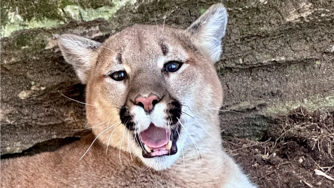 ZooAmerica at Hersheypark to celebrate Earth Day with a 'Party for the Planet'