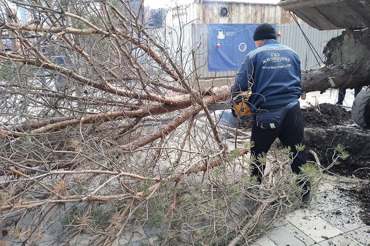 В Москве и области ветер повалил более сотни деревьев