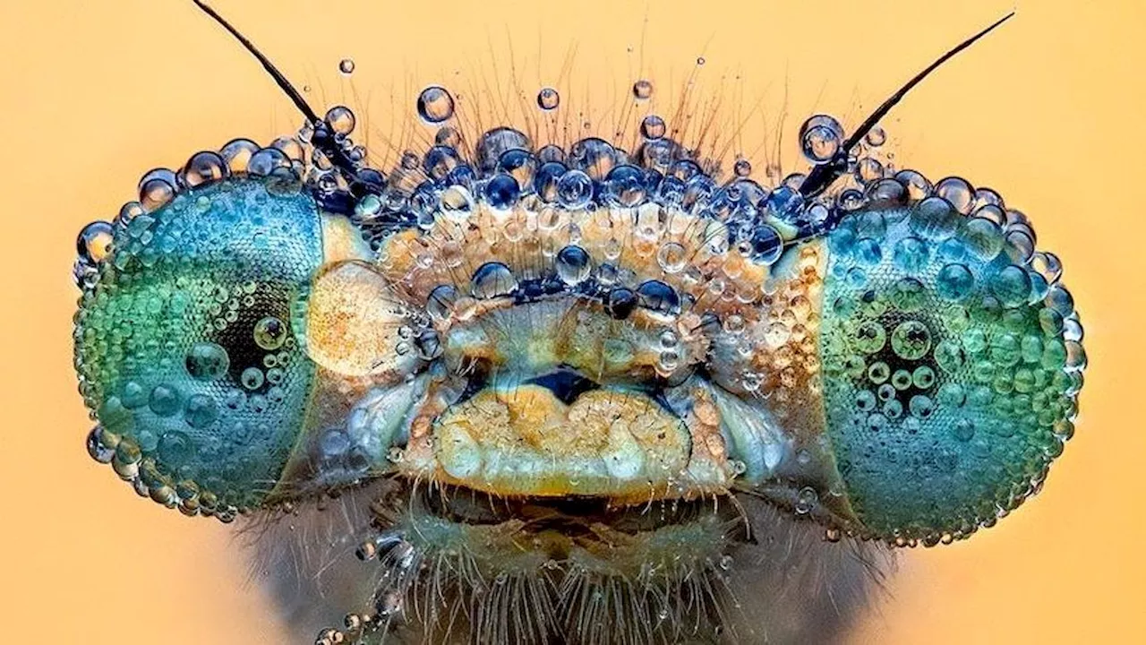 Winning Close-Up Photos Show Life in Sync With Water