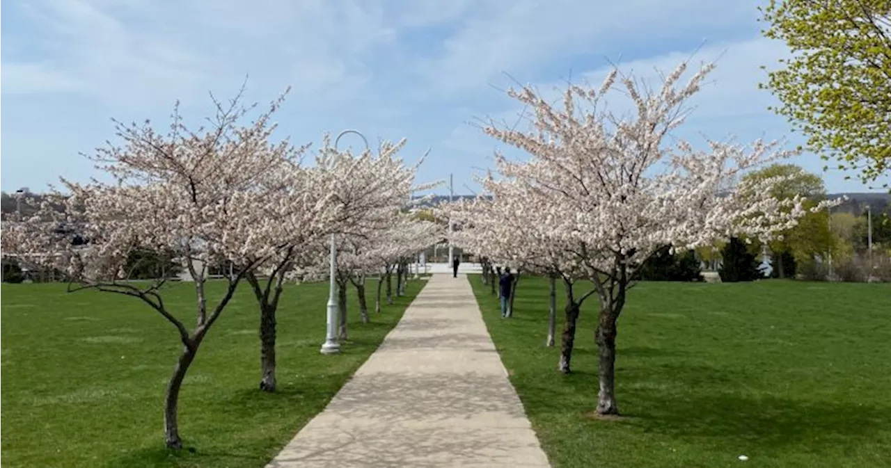 Cherry blossom trees close to blooming across Hamilton, Burlington and Niagara Region