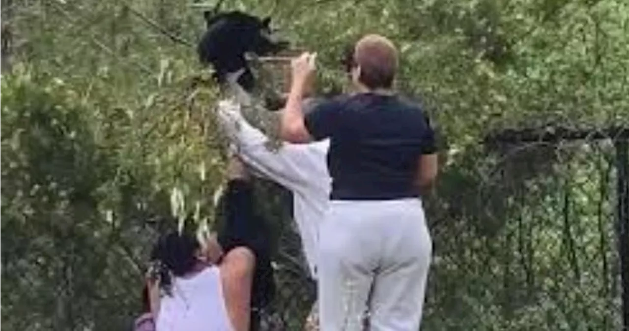 People caught on video trying to pull bear cubs from tree to take selfies