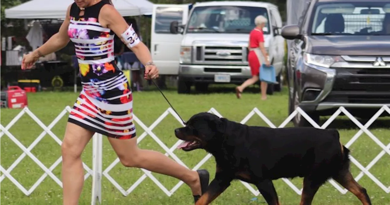 Rottweiler from St. Catharines going to Westminster Dog Show in New York City