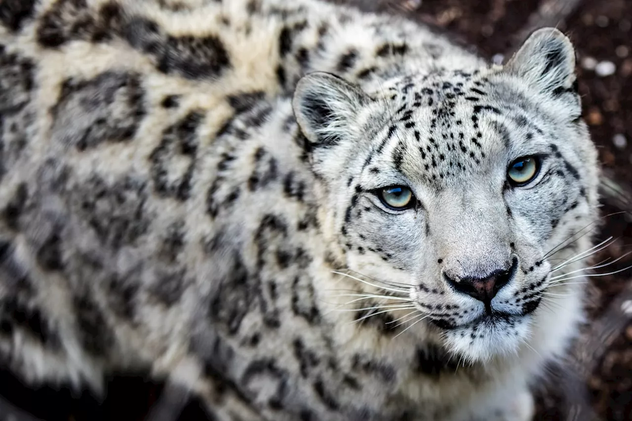 Toronto Zoo says ‘friendly and determined’ snow leopard Jita is pregnant