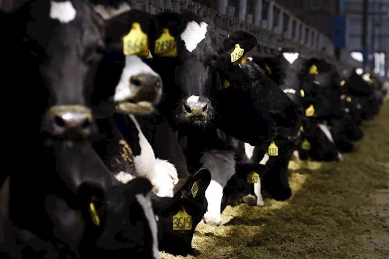 US Agriculture department confirms cow-to-cow transmission a factor in bird flu spread