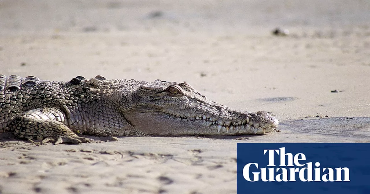 Teenager dies after suspected crocodile attack in the Torres Strait