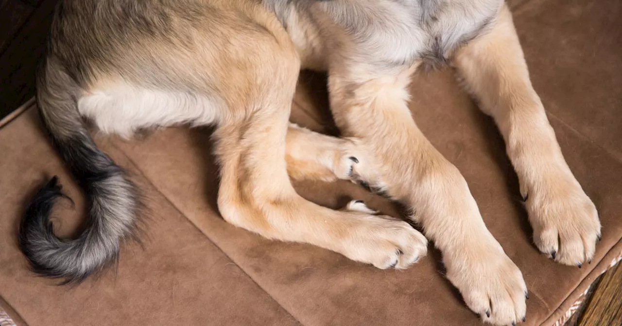 This 1 Thing Will Make Trimming Your Dog's Nails So Much Easier