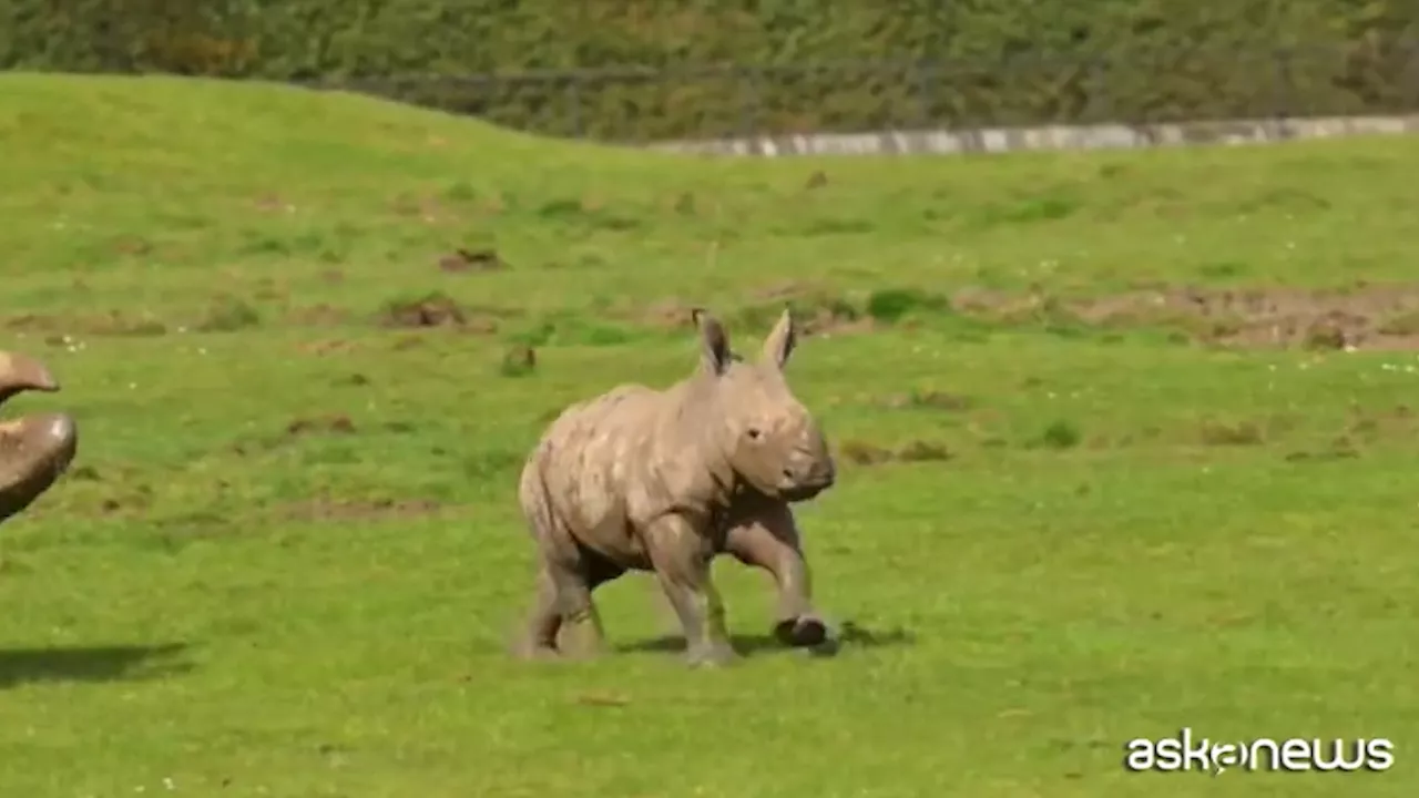 Splendido baby-rinoceronte nato nello zoo Whipsnade, a nord di Londra