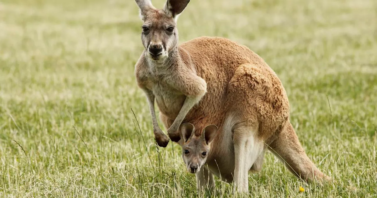 A joey is the perfect description for a word within a word