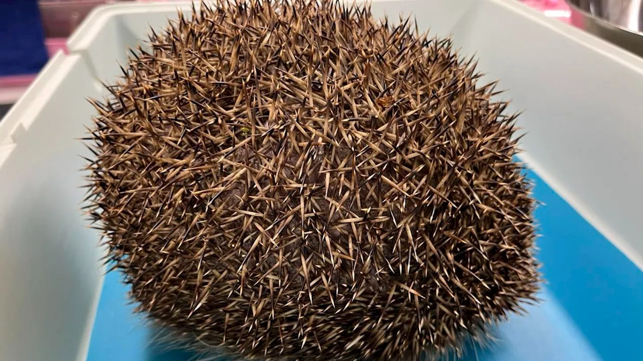 Hedgehog that ballooned to size of football 'deflated' by rescuers in Gloucestershire