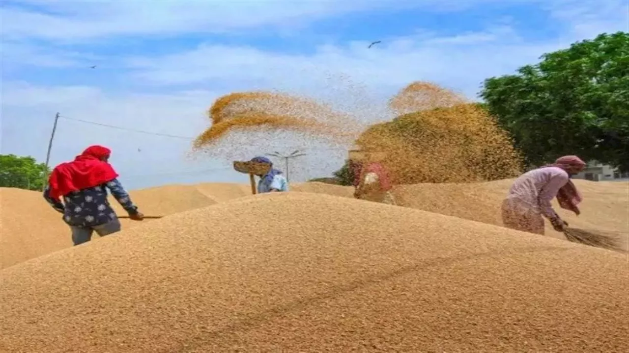 Wheat Stocks: 16 साल के निचले स्तर पर आया गेहूं का स्टाक, अधिकारी ने बताया किस वजह से आई कमी