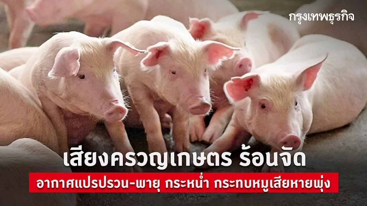 เสียงครวญเกษตร ร้อนจัด อากาศแปรปรวน-พายุ กระหน่ำ กระทบหมูเสียหายพุ่ง