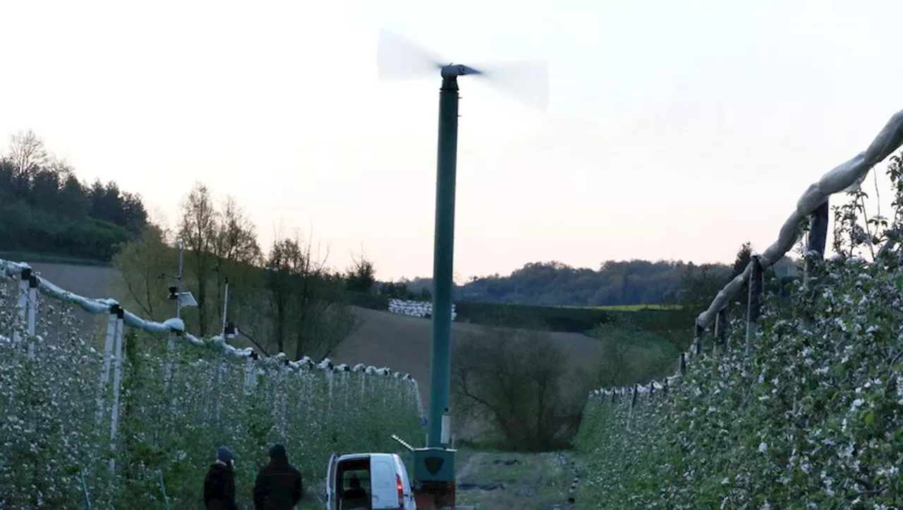 Épisode de gel : jusqu’ici tout va bien dans les vergers du Tarn-et-Garonne