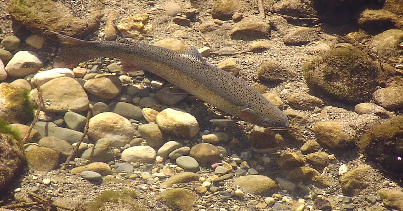 SoCal Steelhead Trout Listed Endangered By State Wildlife Officials