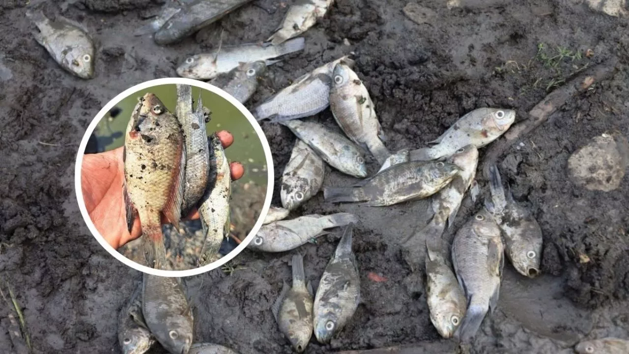 Sequía provoca muerte de miles de peces en presa de Tantoyuca