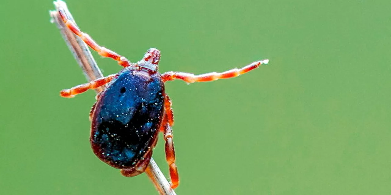 Comment le virus de la fièvre hémorragique Crimée-Congo est arrivé en France
