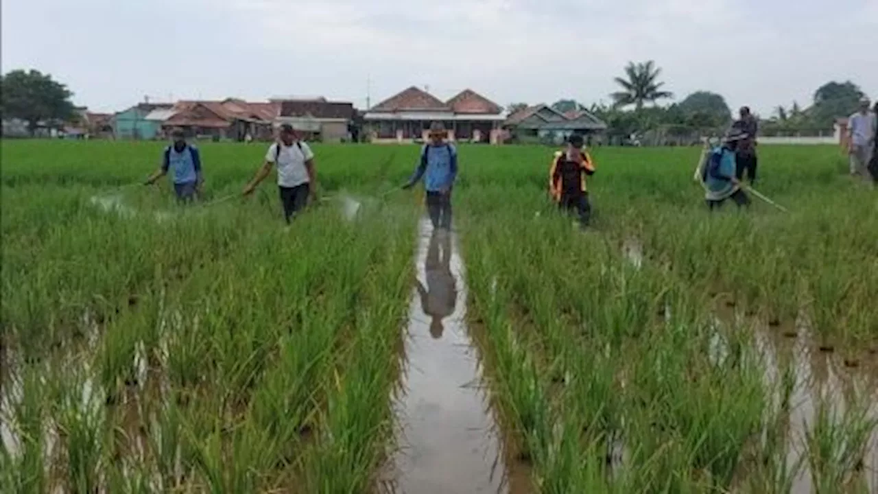 Tanggap OPT, Kementan Lakukan Gerakan Pengendalian di Karawang