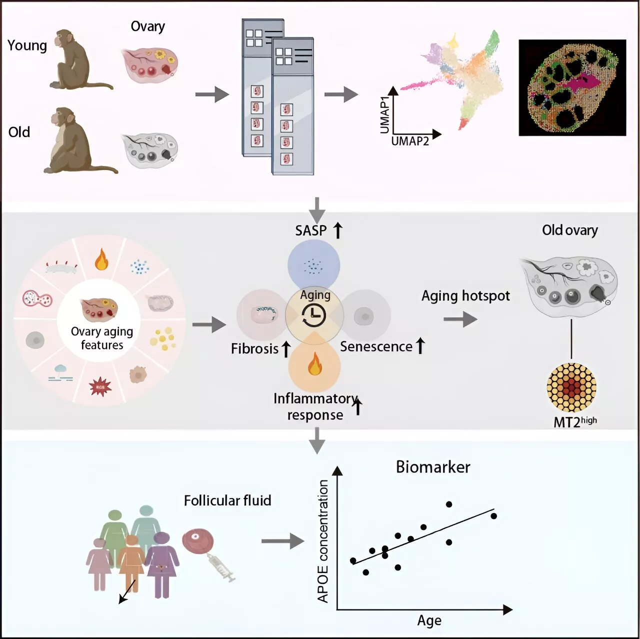 Aging hallmarks of the primate ovary revealed by spatiotemporal transcriptomics