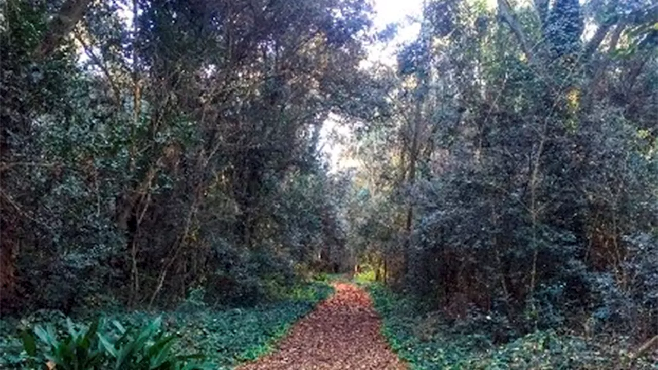 Escapadas: cómo es el 'bosque encantado' a menos de 2 horas de CABA