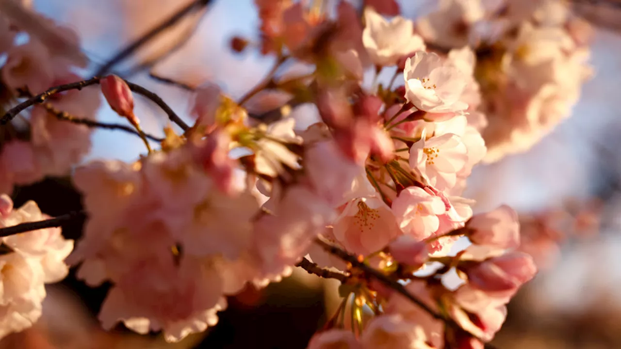 Cherry trees in Chicago's Jackson Park won't fully bloom this spring