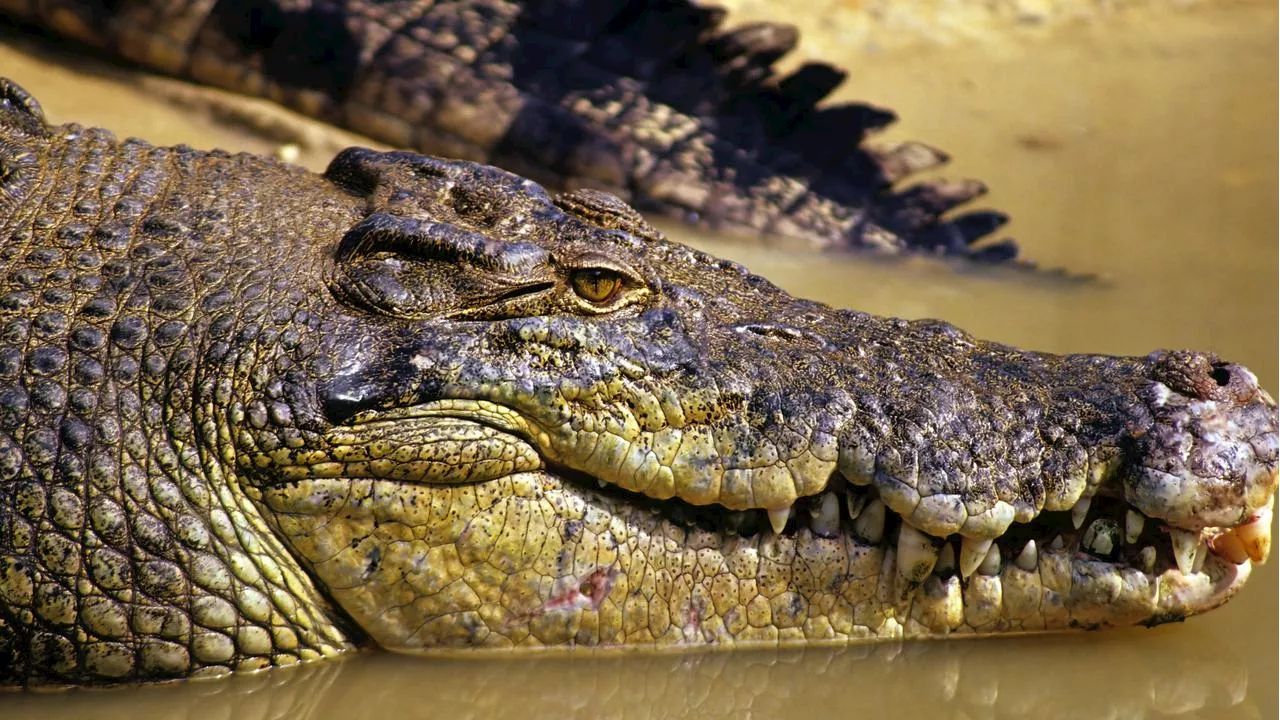 Tragedy as missing boy killed by crocodile