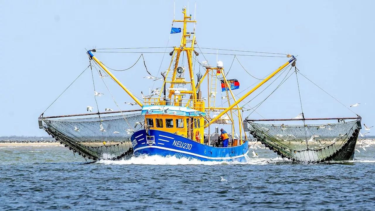 Niedersachsen & Bremen: Kammer: Nordseefischer brauchen steigende Fischpreise