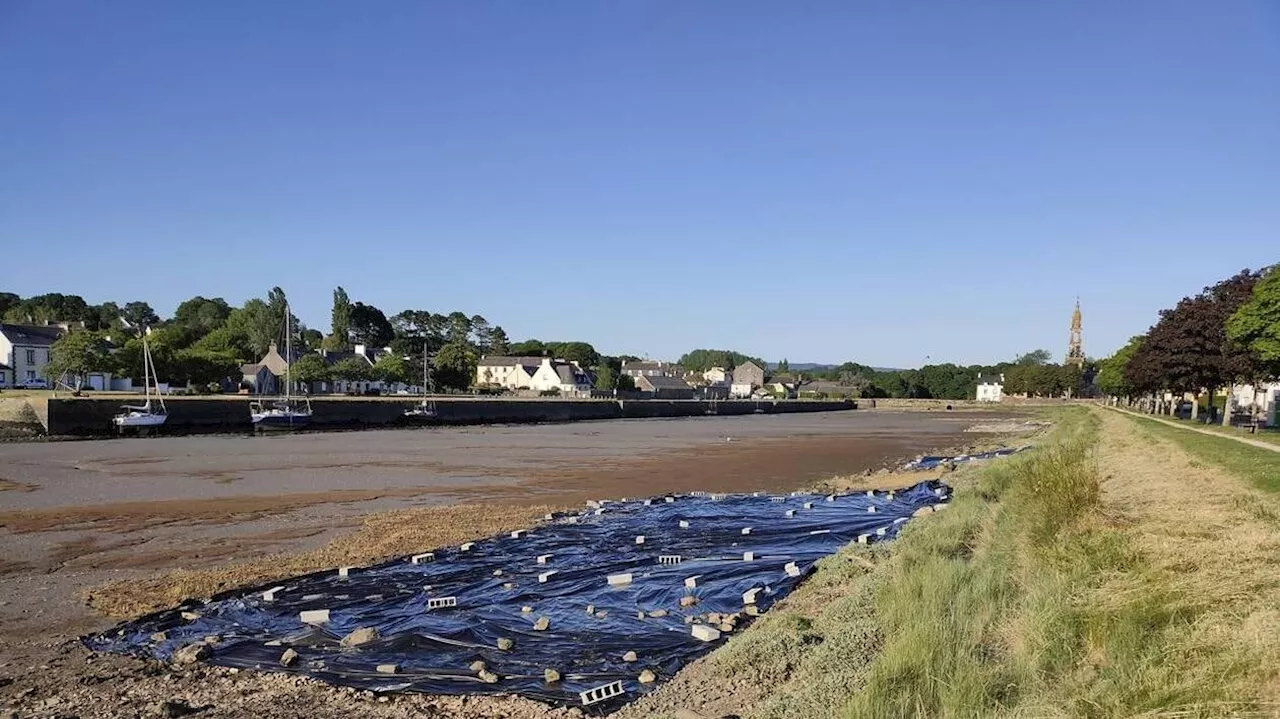 ENQUÊTE. Espèce invasive qui menace la rade de Brest, la spartine est ...