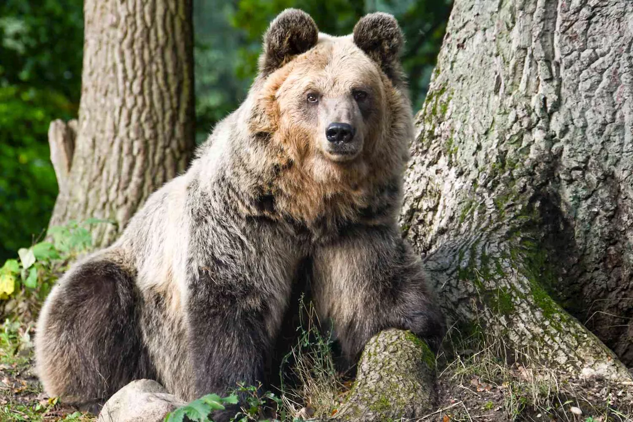 'Playful' Rescue Bear Named Dushi Wins Sleepiest Bear Contest by Staying in Hibernation the Longest