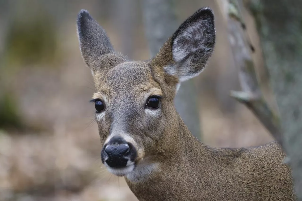 Three B.C. hunters fined and banned for unlawfully killing wildlife near Kamloops