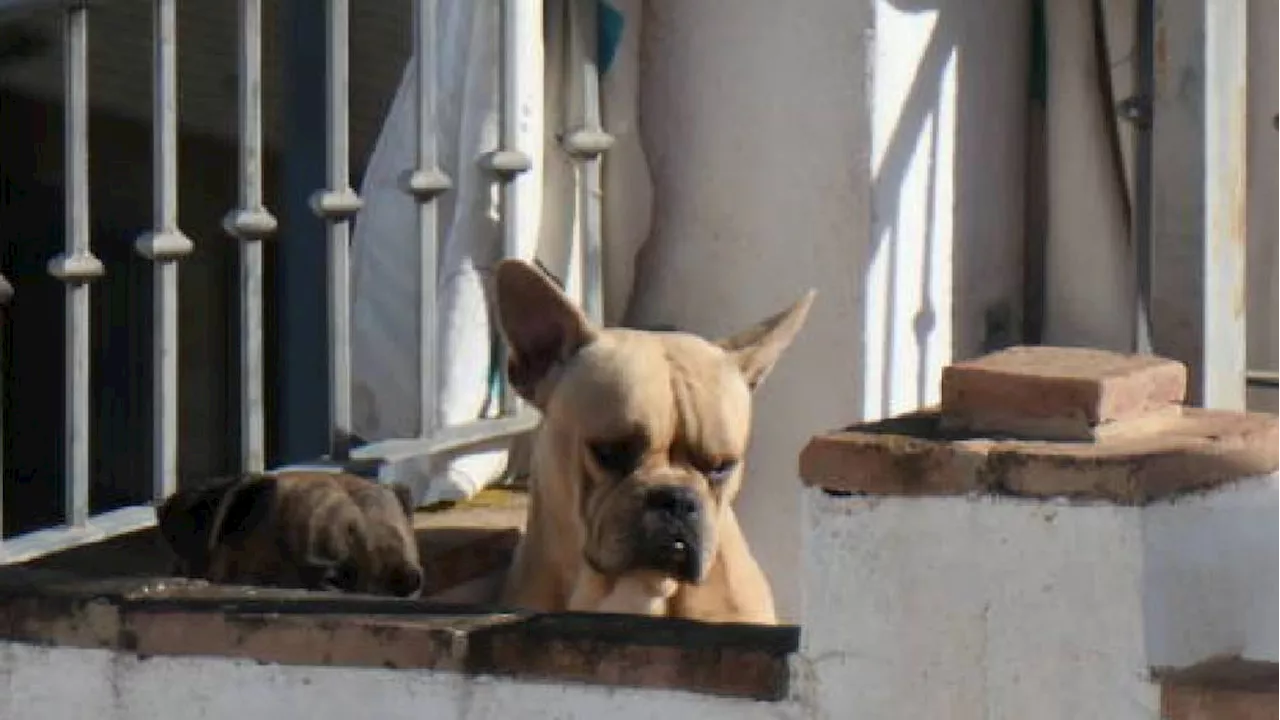 ¿Sabías que dejar a tus mascotas en la azotea con el intenso calor puede acarrear una multa?