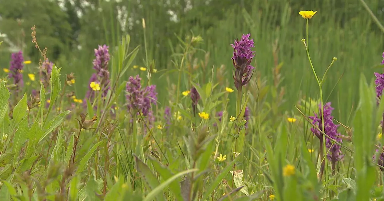 Eerste orchideeën in bloei: 'Belangrijke richtingaangever voor onze natuur'